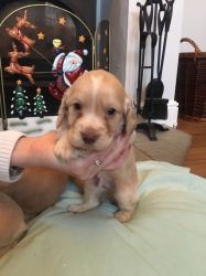 Working Cooker Spaniel Puppies For Sale