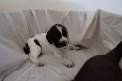 Kc Registered Cocker Spaniel Puppies For Sale