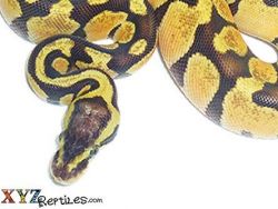 Female python snake