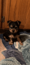Yorkie puppie adorable very playfully ready for new home