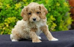 Awesome male/female Cockapoo Puppies.