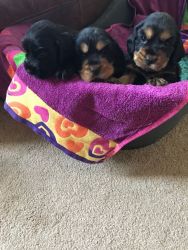 Black And Tan Black And Golden Pups