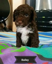 Gorgeous F1b Cockapoo Puppies. Pra Clear ready for sale