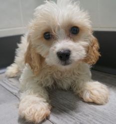Microchipped Male and Female Cavachon Puppies
