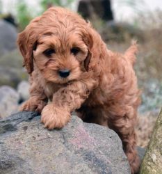 Cocker Spaniel puppys for rehoming