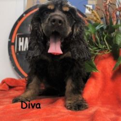 Cocker-Spaniel we call Diva
