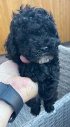 Cockapoo Puppies Ready For New Homes