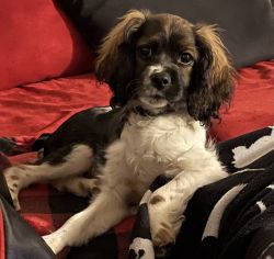 Sweet 8-Month-Old Male Cockapoo