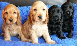 cocker spaniel puppies available free to a good home