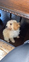 Cockapoo Puppy Needs Rehoming