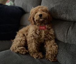 Cockapoo looking for a loving home