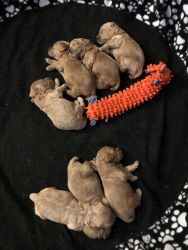 Cockapoo Babies