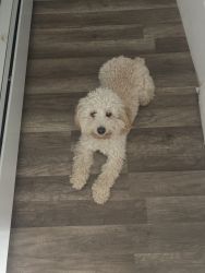 10 month old Cockapoo
