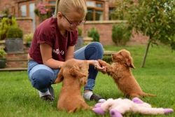 Cockapoo puppies for adoption
