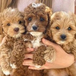 Gorgeous Cockapoo Puppies PureBred