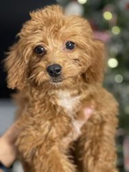 Brown/Red Cockapoo For Sale