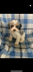 Adorable cockapoo puppy available
