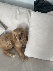 Cockapoo Pup For Sale