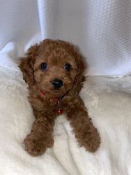 Cockapoo and cava Poo puppies looking for a forever home