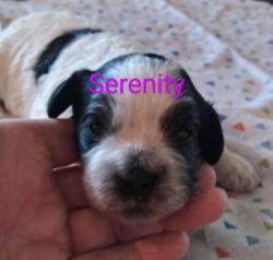 Serenity pup