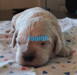 Isaiah pup
