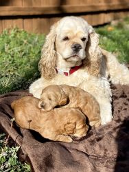 CKC register beautiful cockapoo puppies looking for a new home