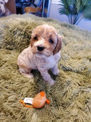 Beautiful Cockapoo puppies for sale