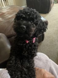 Two year old female cockapoo for sell