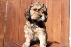 Rehoming Cocker Spaniel/poodle Mix puppies