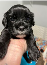 Cockapoo males available