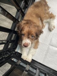 Green eyed Cockapoo puppy for sale