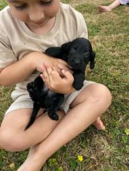 REHOMING FREE PUPPIES