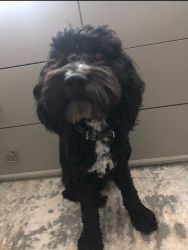 Cockapoo for rehoming