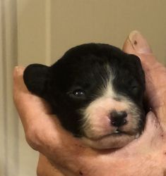 Cockapoo puppy for sale