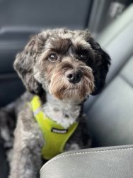 9 month old Cockapoo puppy for sale hypoallergenic, black and white