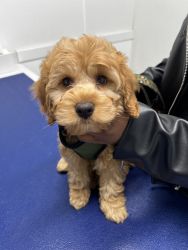 10Week cockapoo puppy for sale