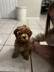 11 week registered cockapoo, microchipped, warranty, and supplies