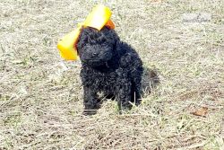 Cockapoo puppies available.