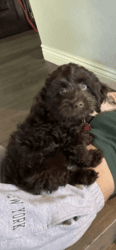 3 month cockapoo for sale