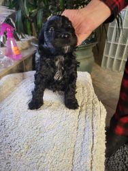 Covkapoo puppies for sale