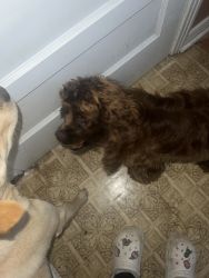 6 MONTHS COCKAPOO FOR SALE