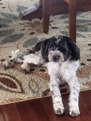 Lovable cockapoo for sale