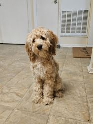 Loving Cockapoo indeed of new home