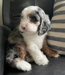 Cockapoo Male Tricolored Blue Merle Puppy Odd Eyes(Blue & Brow)*Lad* -