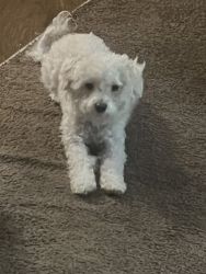 2 YEAR OLD MALE COCKAPOO