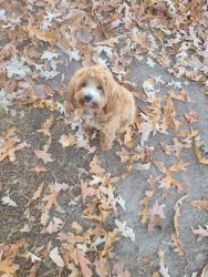 Club bred Cockapoo puppy looking for new home