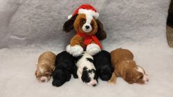 F2 Mini Cockapoo Puppies - Born 11/20/23