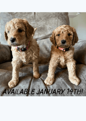 The Sweetest Cockapoo Puppies!
