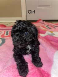 Cockapoo puppy ready for homes!