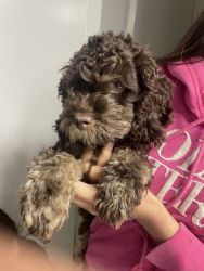 Rehoming Cockapoo